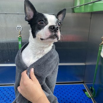 Healthy Pet - Dog Wash station - Pet Stores Near Me - Austin, Texas Healthy Pet - Dog Wash station - Pet Stores Near Me - Austin, Texas