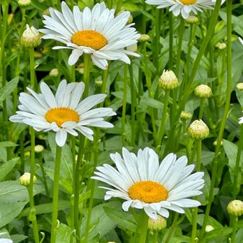 Talking Breads - Beautiful flowers. - Bakeries Near Me - Mechanicsburg, Pennsylvania