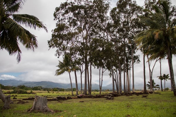 Kukaniloko Birth Stones by null