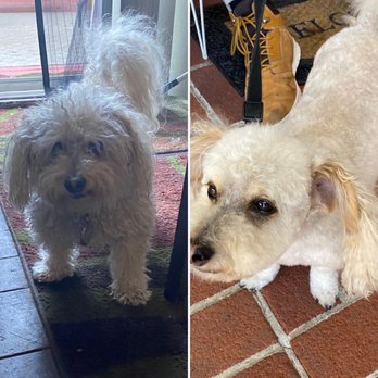 Claudia's Coiffeur Le' Petite - Before and after! - Pet Groomers Near Me - San Leandro, California Claudia's Coiffeur Le' Petite - Before and after! - Pet Groomers Near Me - San Leandro, California