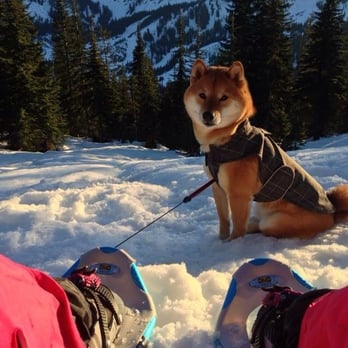Morningstar River Shibas - Gorgeous & a great personality!!!!  How could you look elsewhere?! - Pet Services Near Me