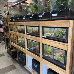 Animals for sale