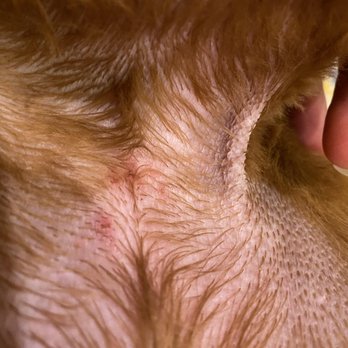 Palisades Veterinary Clinic - Slight razor burn under left armpit - Veterinarians Near Me - Washington, DC, District of Columbia