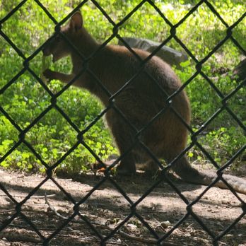 Idaho Falls Zoo - Zoos Near Me - Idaho Falls, Idaho Idaho Falls Zoo - Zoos Near Me - Idaho Falls, Idaho