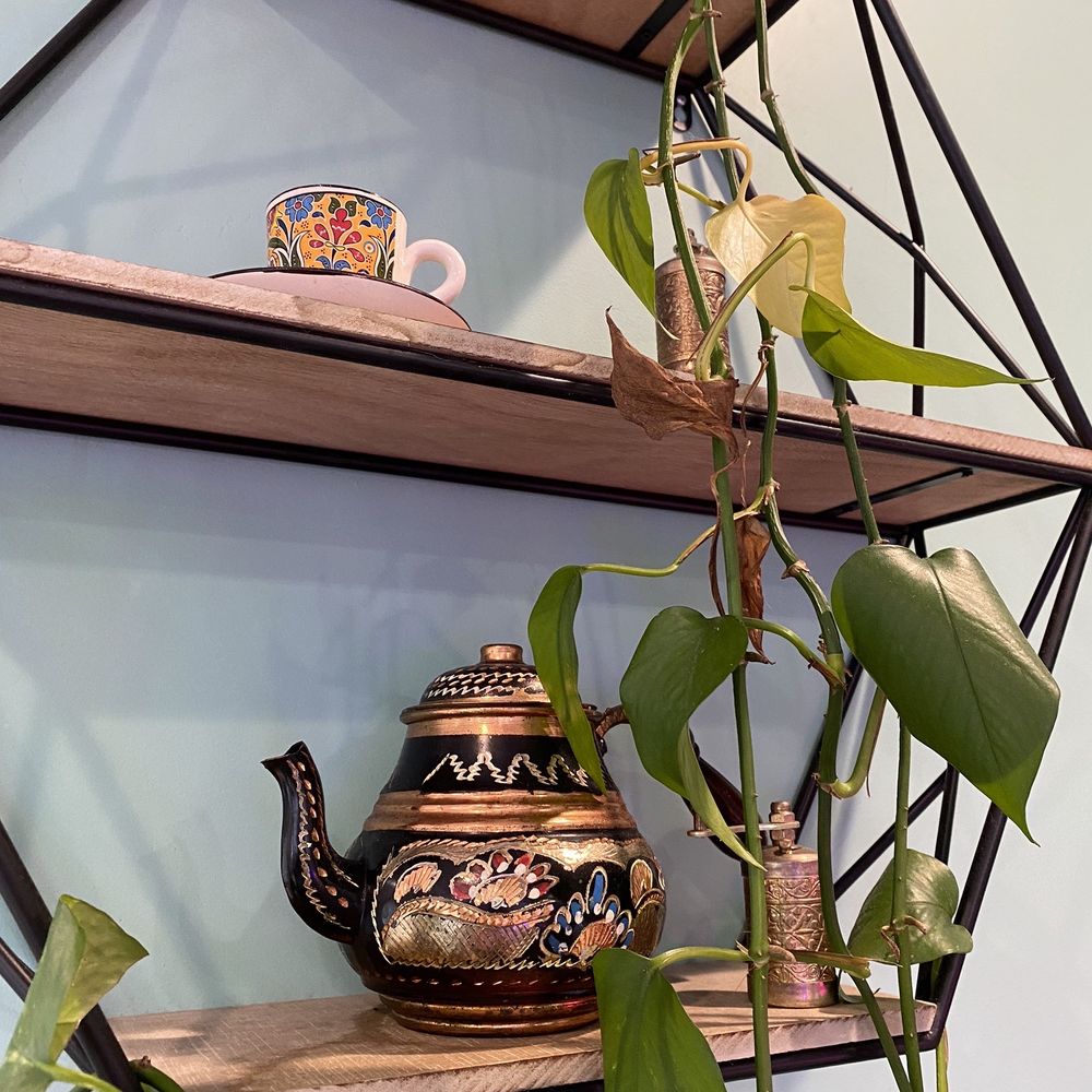 Pita Bowl - a potted plant on a shelf - Greek Near Me - Nutley, New Jersey Pita Bowl - a potted plant on a shelf - Greek Near Me - Nutley, New Jersey