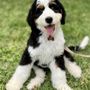 Photo of Bark Busters Home Dog Training Northern New Jersey
