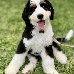 Bark Busters Home Dog Training Northern New Jersey - #Bernadoodle puppy Kona from #Nutley started her #barkbustersnorthernnewjersey #dogtraining #bestdogtrainingnorthernnewjersey #northjersey