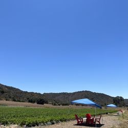 South Coast Farms U-Pick