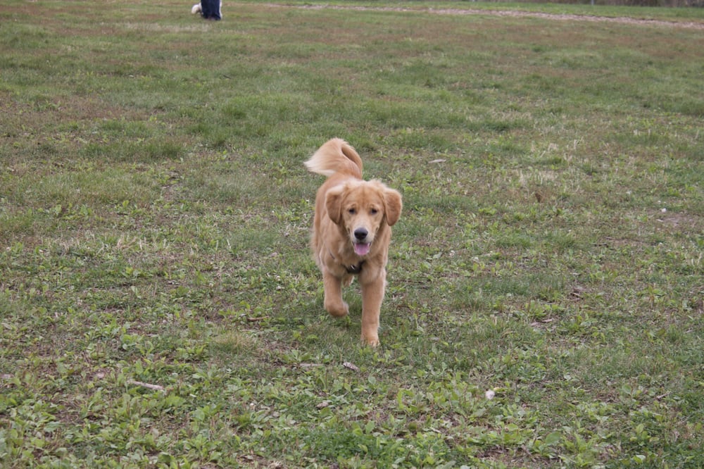 WADDLES AND WAGS 2175 Robin Drive, Mississauga, Ontario, Canada Dog Walkers Phone Number