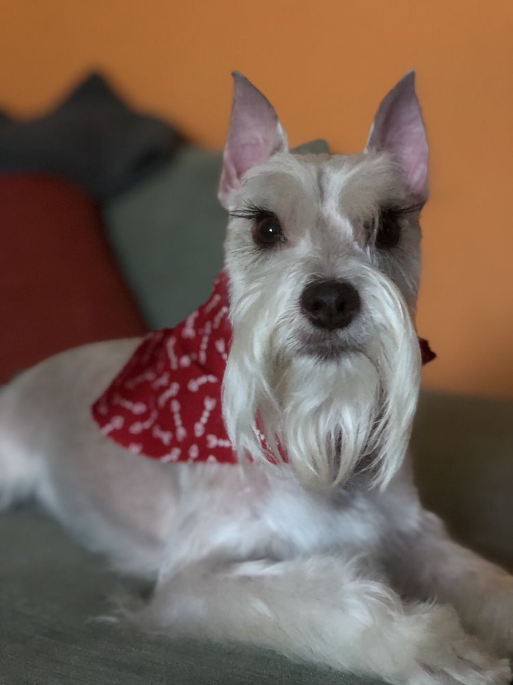 ALEXANDER’S DOGGIE DAYCARE RESORT & GROOMING SPA Updated August 2024