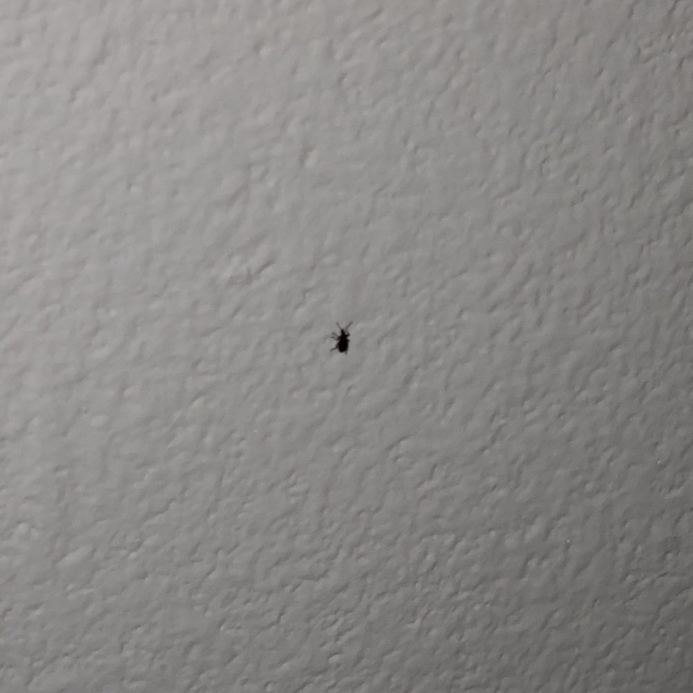 AC filter broke so quite a few insects came to pay a visit in the night. AC filter broke so quite a few insects came to pay a visit in the night.
