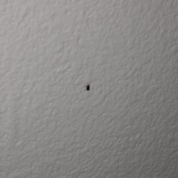 AC filter broke so quite a few insects came to pay a visit in the night.