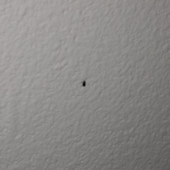 Shasta Pines - AC filter broke so quite a few insects came to pay a visit in the night. - Hotels Near Me - Burney, California