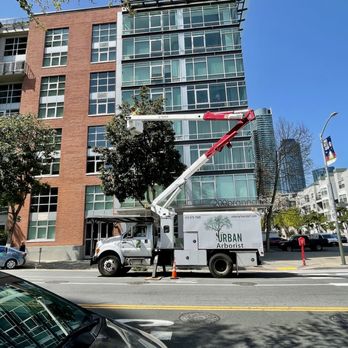 The Urban Arborist - Bucket work in Mission Bay, San Francisco - Tree Services Near Me - San Francisco, California The Urban Arborist - Bucket work in Mission Bay, San Francisco - Tree Services Near Me - San Francisco, California