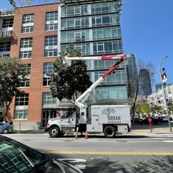 The Urban Arborist - Bucket work in Mission Bay, San Francisco