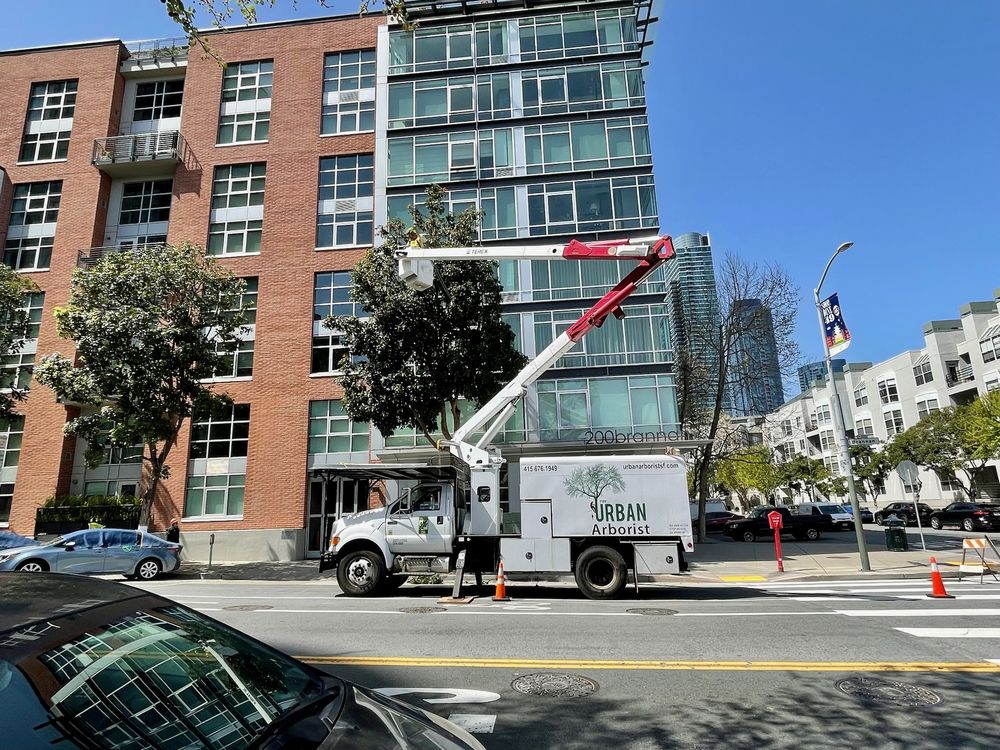 The Urban Arborist - tree service in San Francisco, CA