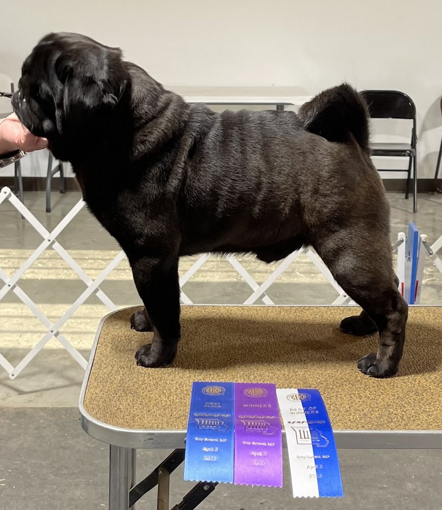 PIGGYTAIL KENNELS Updated August 2024 Request Information 345