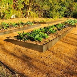 YardFarm - This Hyde Park garden has been under constant cultivation for many years. It is a gathering place fr neighbors and pumps out produce.