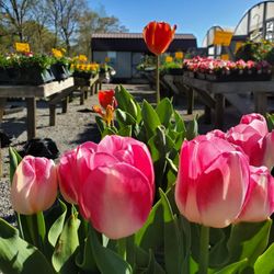 Chapman's Greenhouse