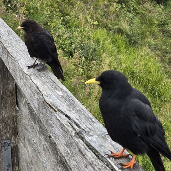 Bergrestaurant Kehlsteinhaus - Damn birds - German Near Me Bergrestaurant Kehlsteinhaus - Damn birds - German Near Me