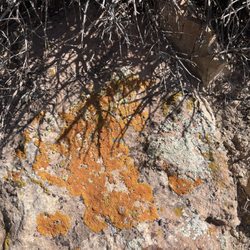 Escalante Petrified Forest State Park - Orange lichen