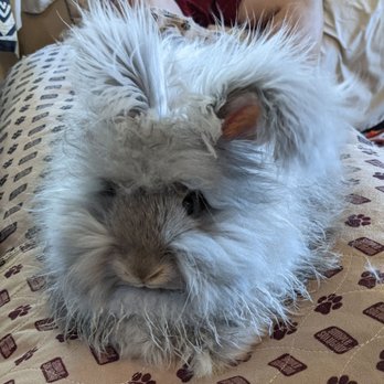 Kruse Feed & Supply - 1 out of my 5 bunnies! My big boy Asher who is an English Angora loves Kruse rabbit pellets - Pet Stores Near Me - La Habra, California Kruse Feed & Supply - 1 out of my 5 bunnies! My big boy Asher who is an English Angora loves Kruse rabbit pellets - Pet Stores Near Me - La Habra, California