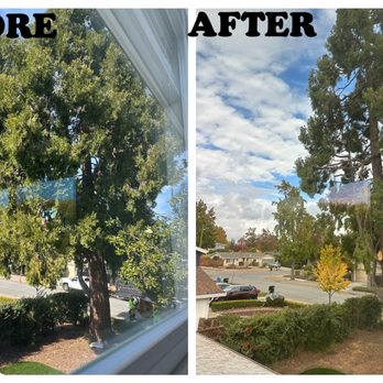 Carlo's Tree Service - Tree Services Near Me Carlo's Tree Service - Tree Services Near Me