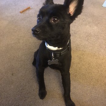 Canine Image - After picture!!! Looking fresh as hell! - Pet Groomers Near Me - San Diego, California