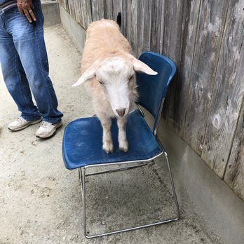 Caldwell Zoo - Small Pygmy goat petting zoo. - Zoos Near Me - Tyler, Texas Caldwell Zoo - Small Pygmy goat petting zoo. - Zoos Near Me - Tyler, Texas