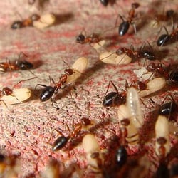 Pickett Pest Control - This is a great picture of what happens when ants feel threatened. They will move their entire home!...