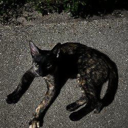 Hotel For Dogs and Cats - This is the kitten