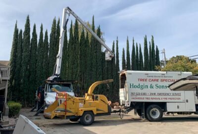 Hodgin & Son Tree Service on Yelp