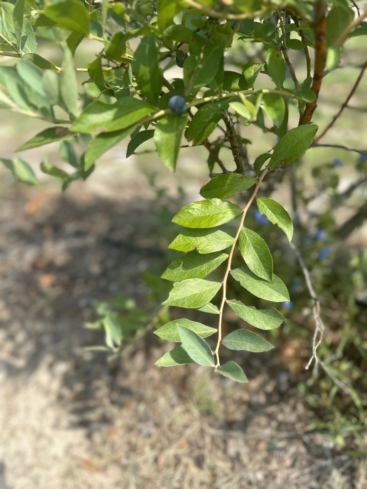 BLUEBERRY HILL FARMS Updated September 2024 35 Photos & 19 Reviews