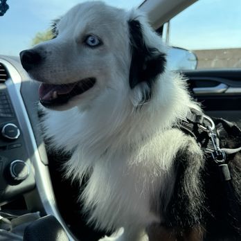 Scooby Do's Pet Grooming - Pet Groomers Near Me - Tempe, Arizona