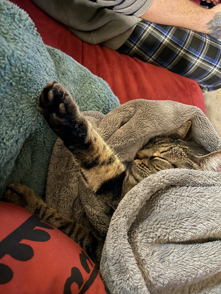 PACIFIC NW PET CENTER 2726 Jackson Hwy, Chehalis, WA Services Yelp