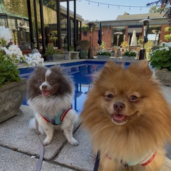 Happy Dog Carmel - These two cuties thoroughly enjoyed their adventure through Carmel-by-the-Sea during their recent hotel pet-sitting service. - Dog Walkers Near Me