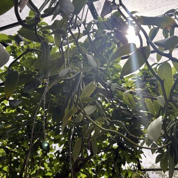 The Vanillerie - Lots of vanilla beans - Attraction Farms Near Me - Kailua-Kona, Hawaii