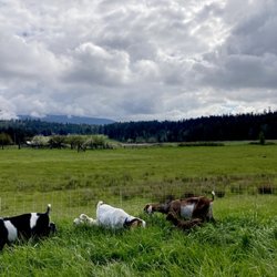Lum Farm - All our livestock is grazed rotationally... the critters and the fields prefer it that way!