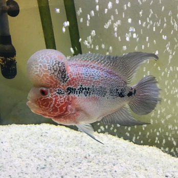 405 Tropical Fish - Big Worm ready for some meal worms! - Local Fish Stores Near Me - Westminster, California 405 Tropical Fish - Big Worm ready for some meal worms! - Local Fish Stores Near Me - Westminster, California