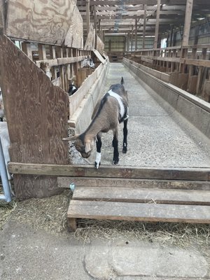 Lively Run Goat Dairy by null