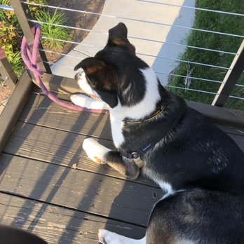 Hello, Sailor - My dog - Seafood Near Me - Cornelius, North Carolina