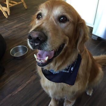 Hairy's Pet Spa - Bo Bo - Pet Groomers Near Me - Vista, California