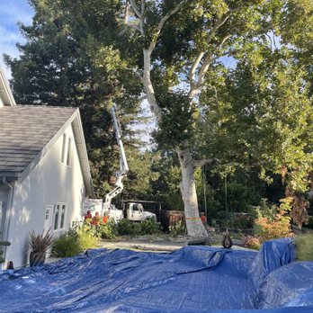 Terry's Tree Service - Tree Services Near Me - Livermore, California Terry's Tree Service - Tree Services Near Me - Livermore, California