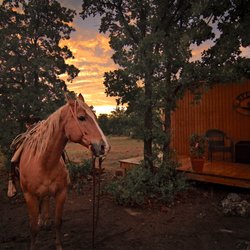 Valley View Guest Ranch - Shawnee our lead horse