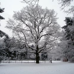 Meyers Park - Winterstimmung