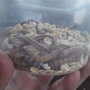 The Reptile Shop - Super worms - Reptile Shops Near Me - Riverside, California The Reptile Shop - Super worms - Reptile Shops Near Me - Riverside, California
