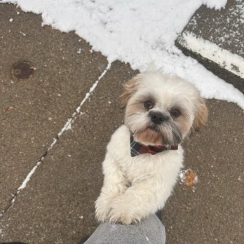 Splash and Dash - A small dog with a light-colored, curly coat and brown ears is standing on its hind legs, holding onto a person's leg. The dog is wearing a plaid bow tie and is looking up at the camera. The background shows a sidewalk with some snow and a curb, indicating a cold outdoor setting. - Pet Groomers Near Me - Watertown, Massachusetts