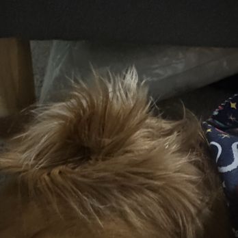 Urban Dogg - Uptown - Pet Groomers Near Me - Denver, Colorado
