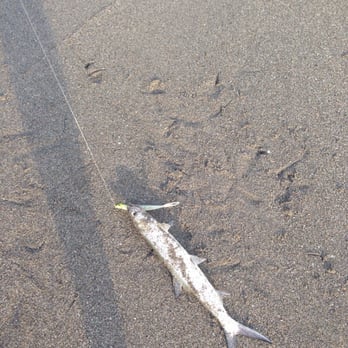 Hobe Sound Beach - Ladyfish - the poor man's tarpon - Beaches Near Me - Hobe Sound, Florida