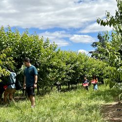 Hildebrandt Cherry Orchards